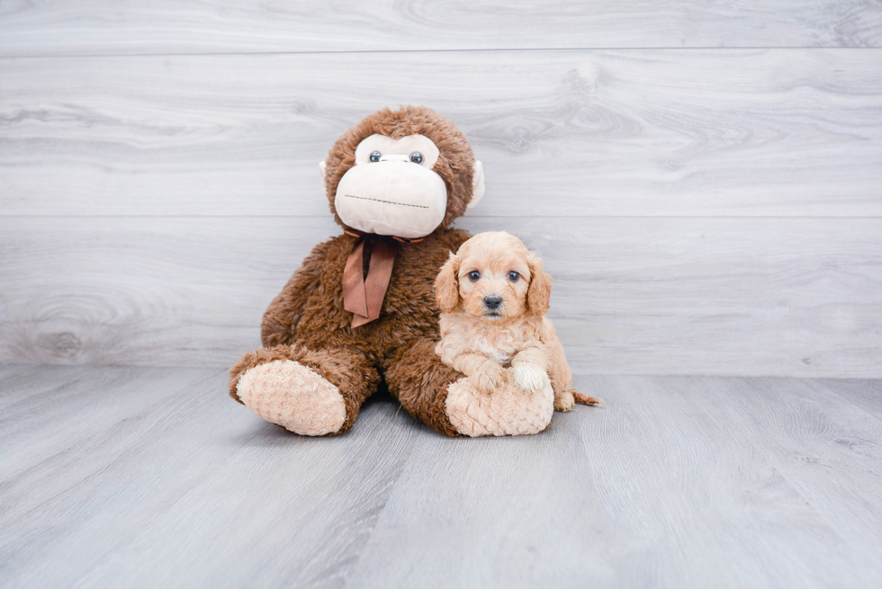 Cute Cavapoo Baby