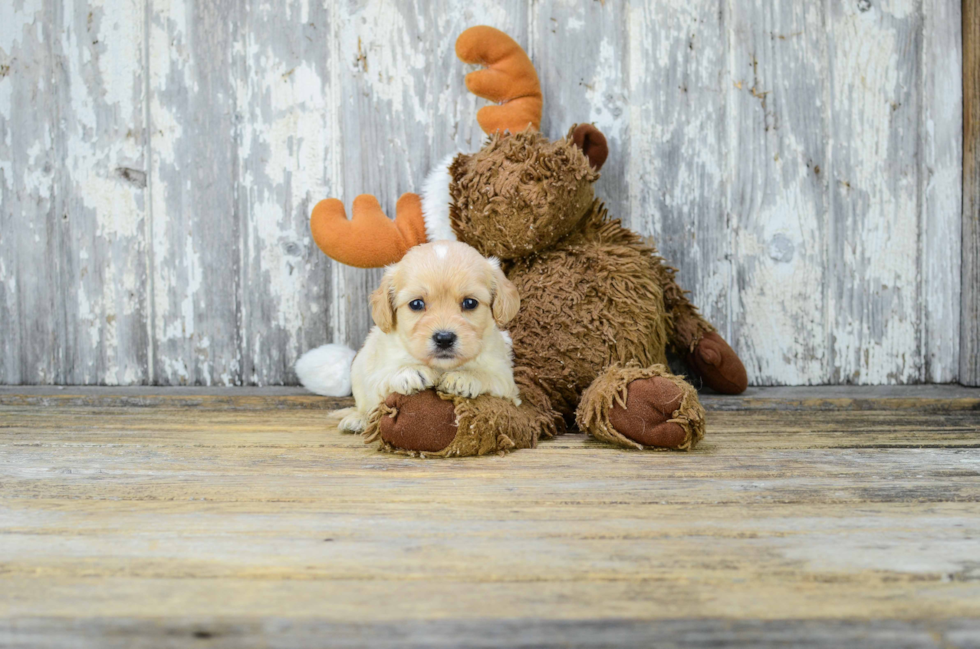 Little Cavoodle Poodle Mix Puppy