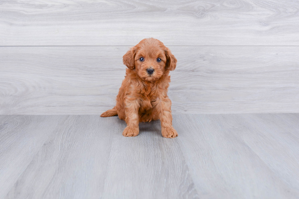 Mini Goldendoodle Pup Being Cute