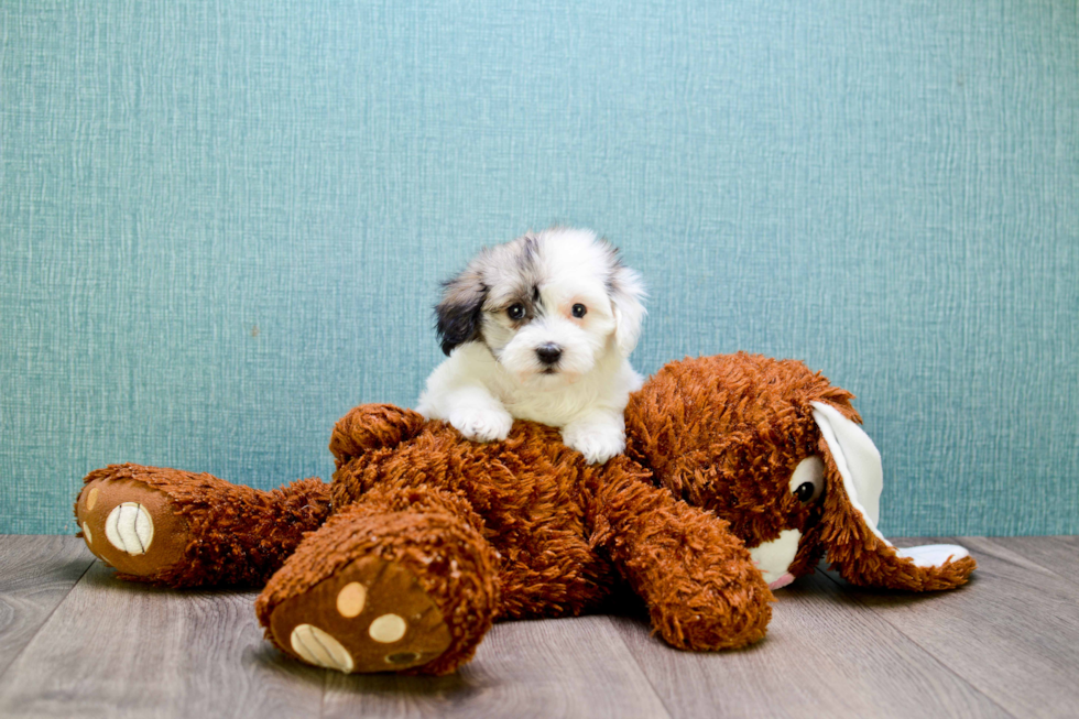 Hypoallergenic Havanese Baby