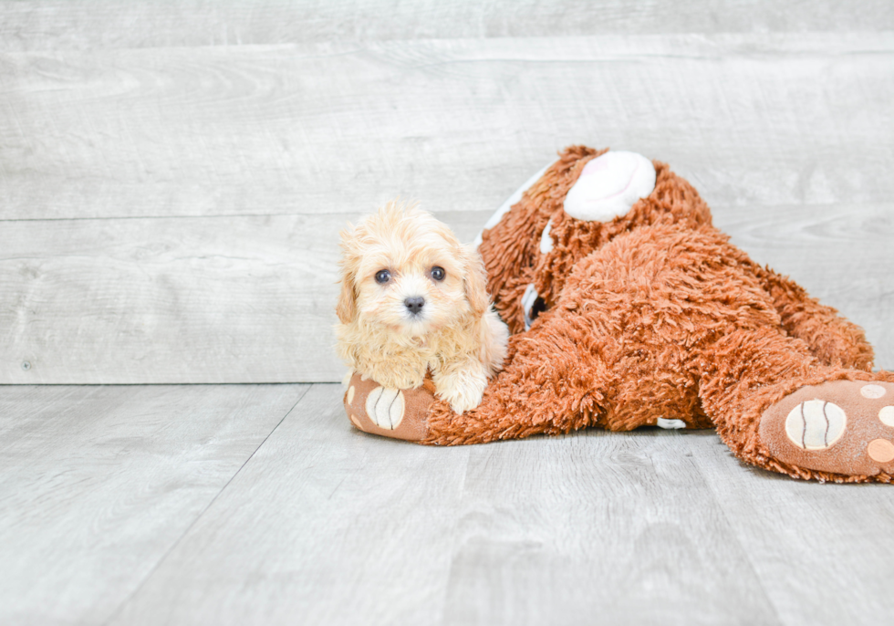 Playful Cavalier Designer Puppy