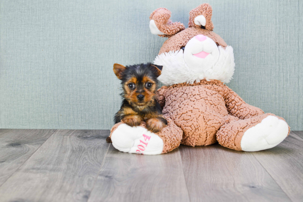 Meet Joey - our Yorkshire Terrier Puppy Photo 