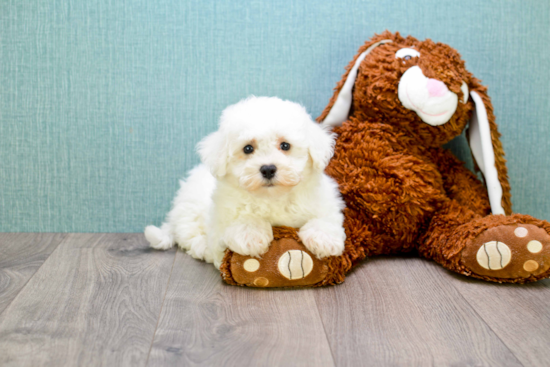 Bichon Frise Puppy for Adoption