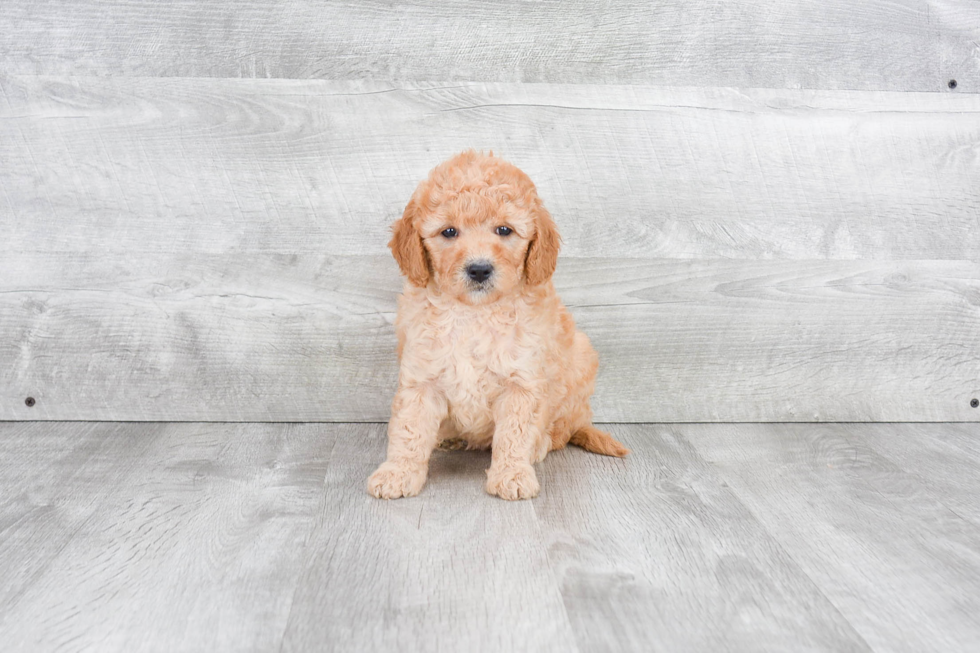 Mini Goldendoodle Puppy for Adoption