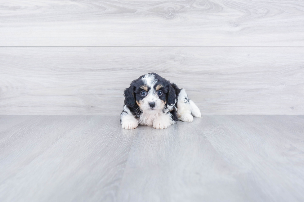 Cavachon Pup Being Cute