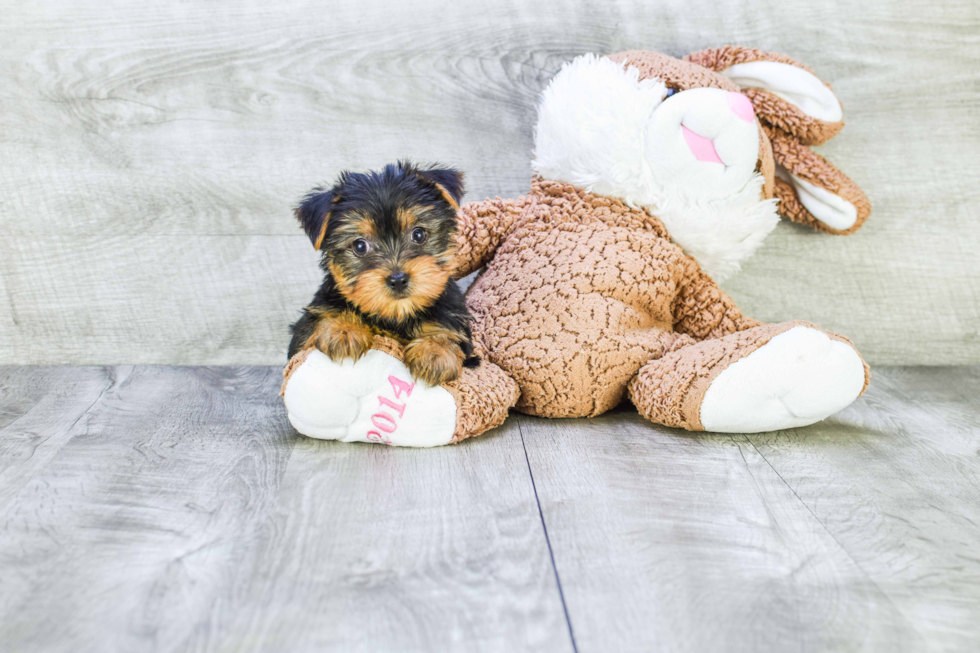 Meet Izzie - our Yorkshire Terrier Puppy Photo 