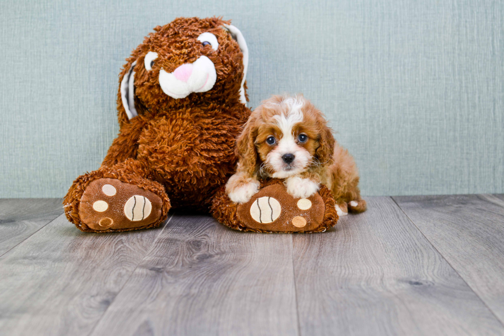 Best Cavapoo Baby