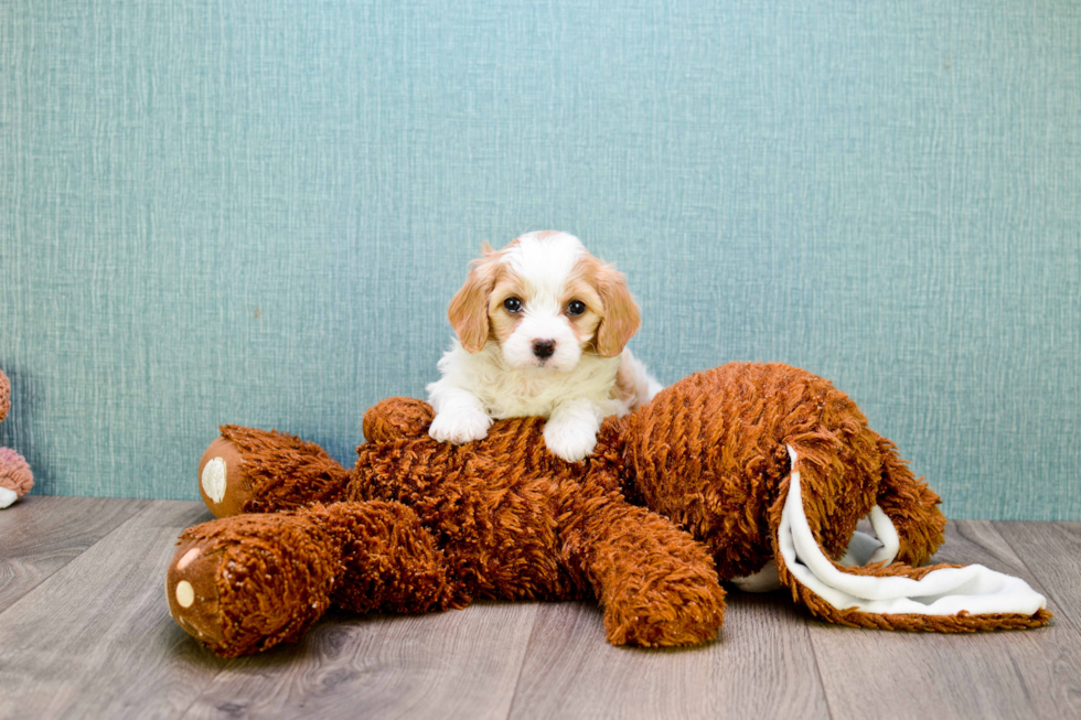 Best Cavachon Baby