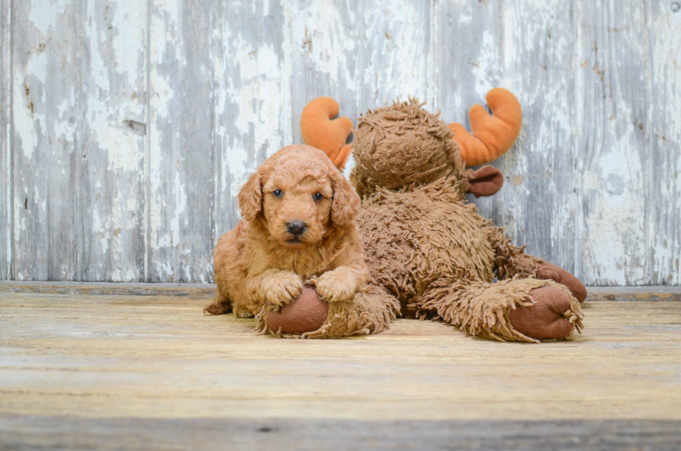 Small Mini Goldendoodle Baby