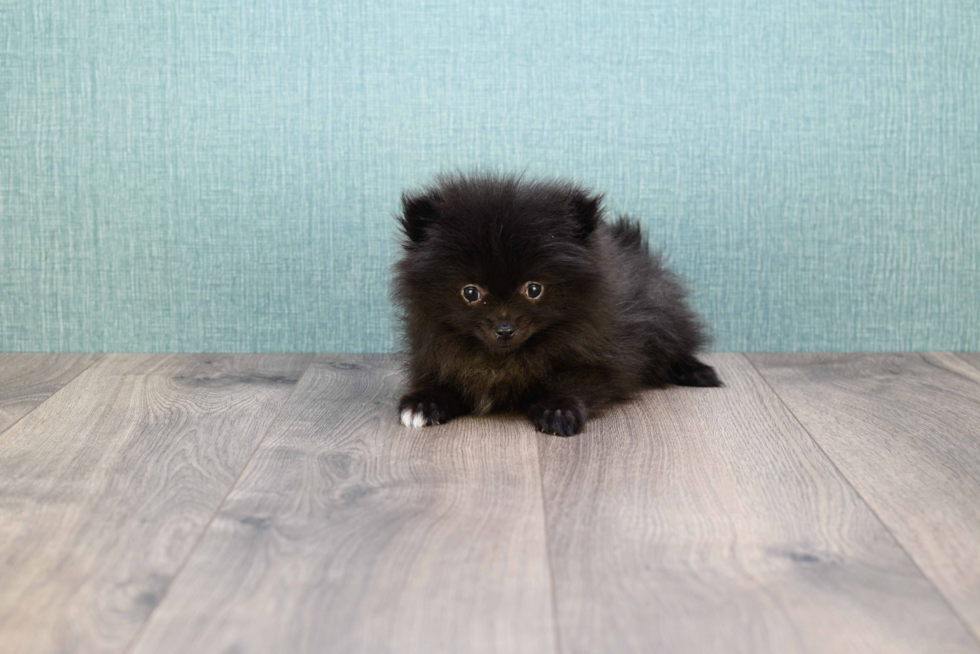 Funny Pomeranian Purebred Pup