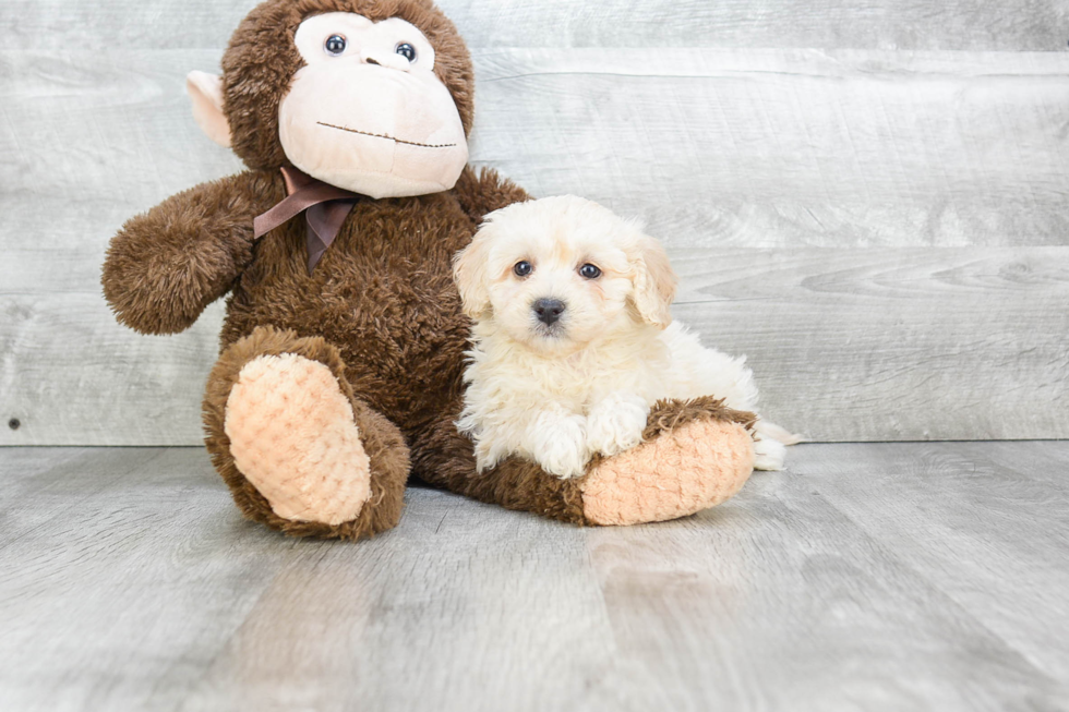 Best Havanese Baby