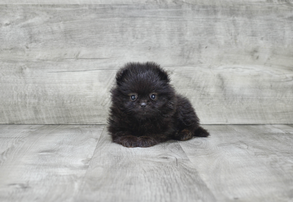 Cute Pomeranian Purebred Puppy