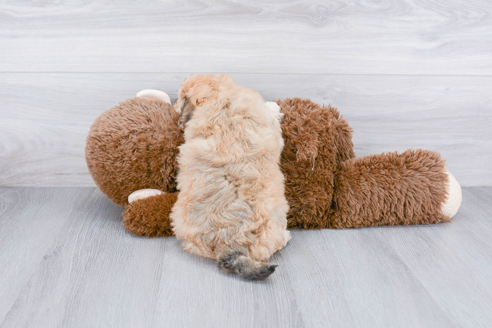 Adorable Maltepoo Poodle Mix Puppy