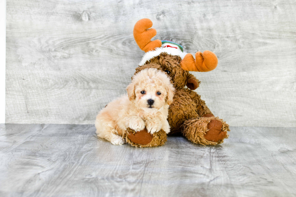 Little Maltepoo Poodle Mix Puppy