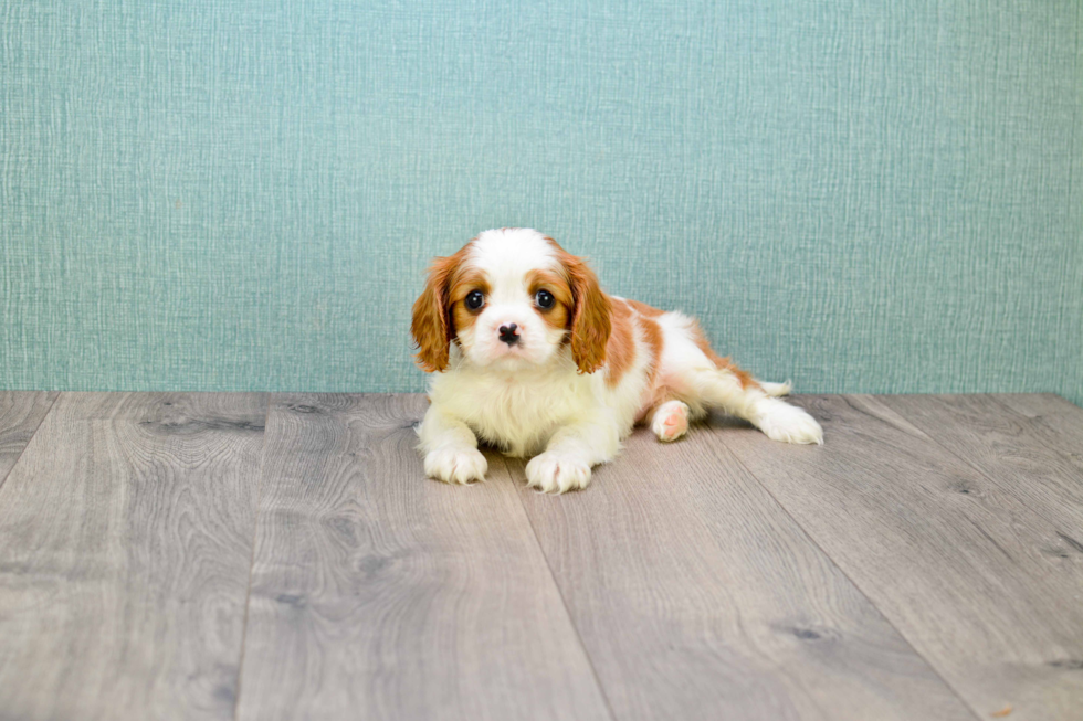 Akc Registered Cavalier King Charles Spaniel Baby