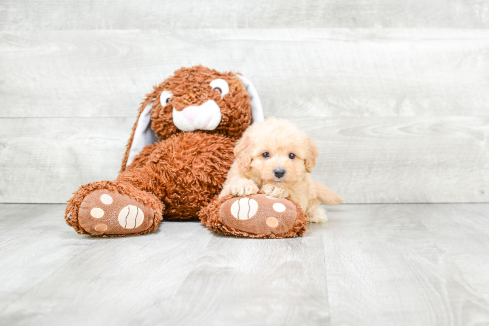 Cavapoo Puppy for Adoption