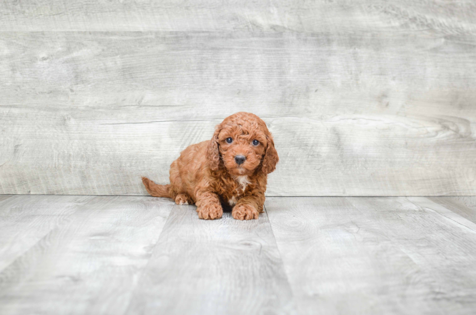 Mini Goldendoodle Puppy for Adoption