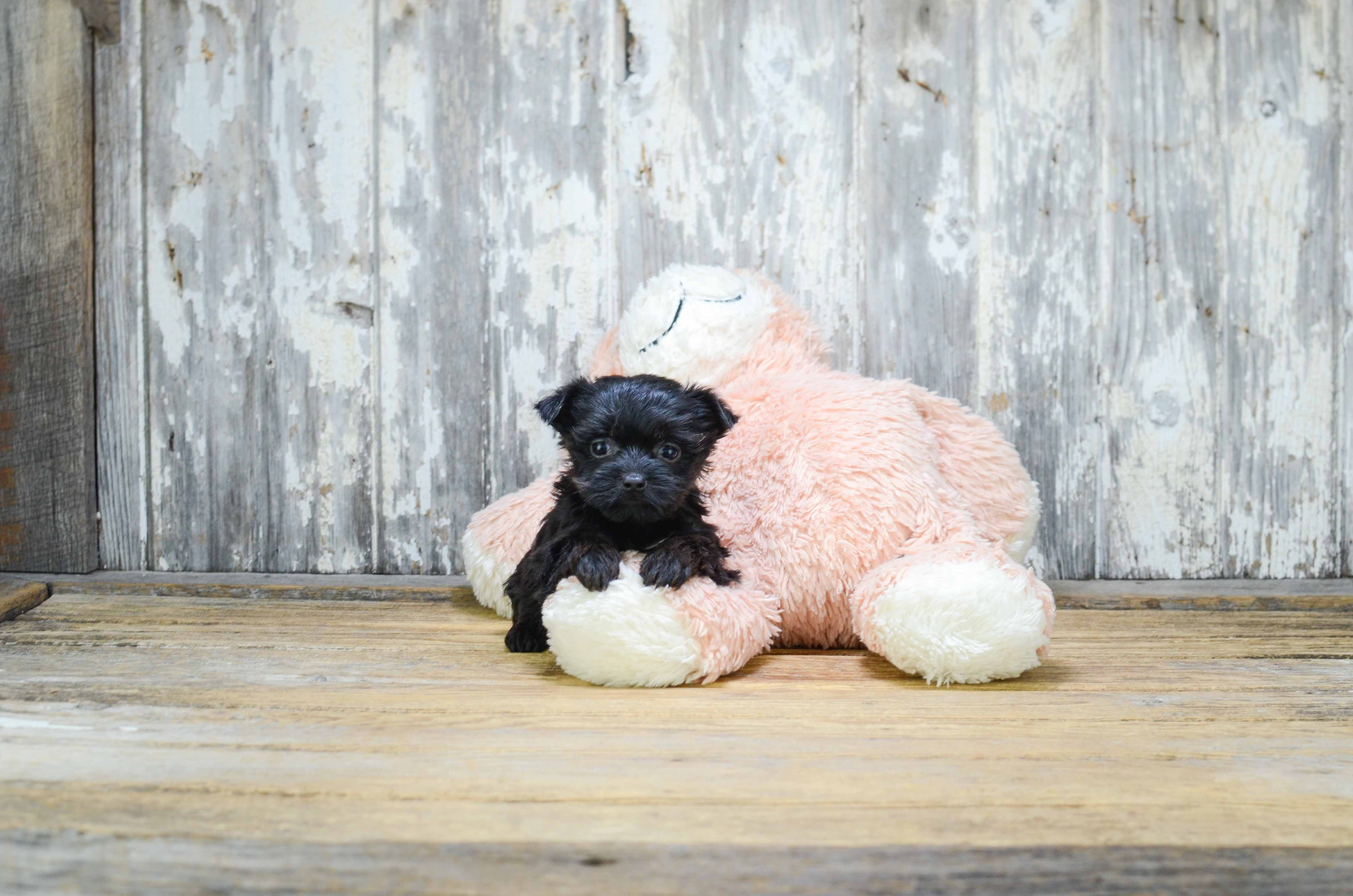 Cute Morkie Baby