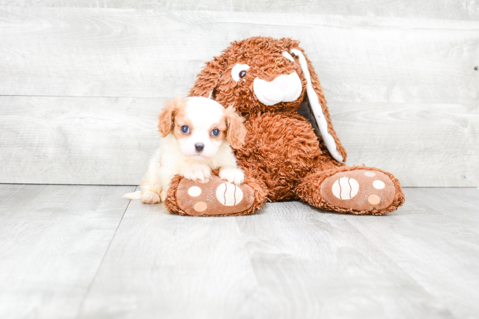 Cavalier King Charles Spaniel Puppy for Adoption