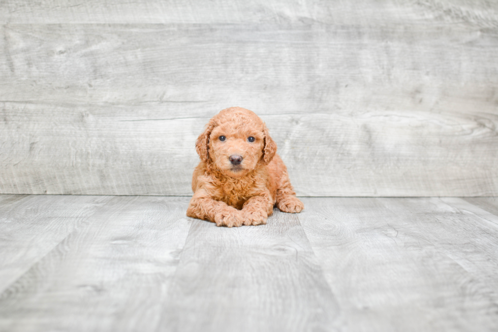 Mini Goldendoodle Puppy for Adoption