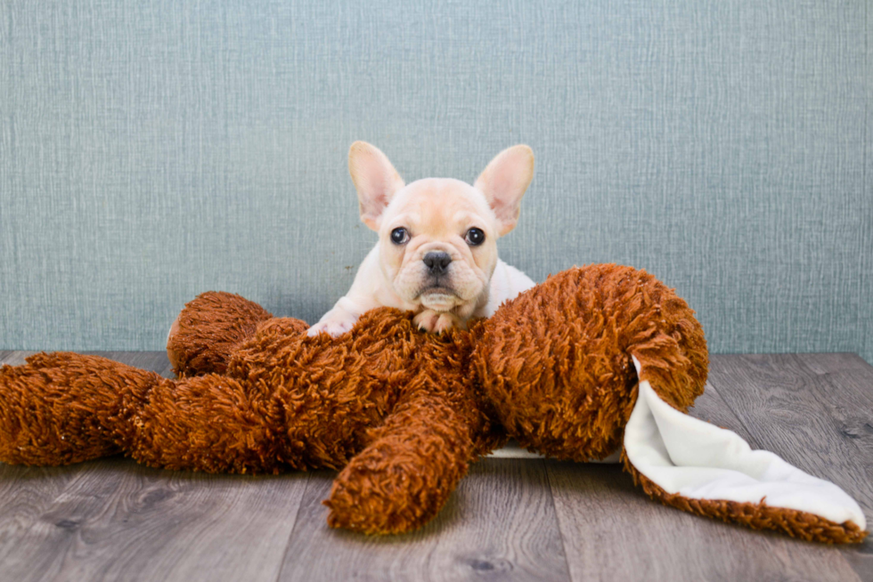 French Bulldog Puppy for Adoption