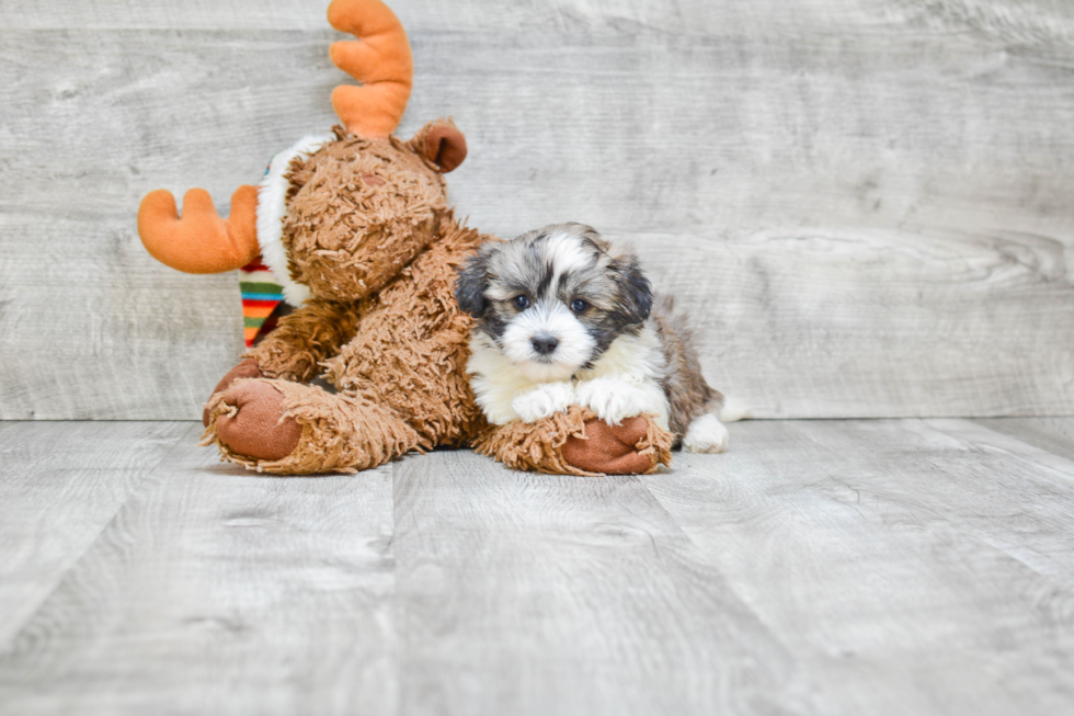 Akc Registered Havanese Baby