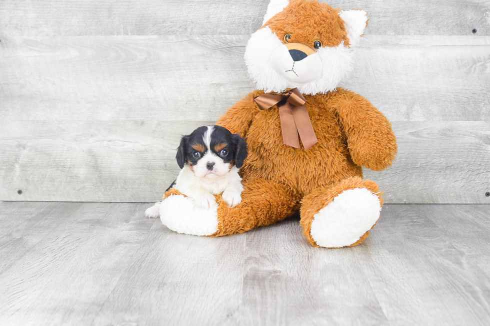 Little Cavalier King Charles Spaniel Purebred Pup