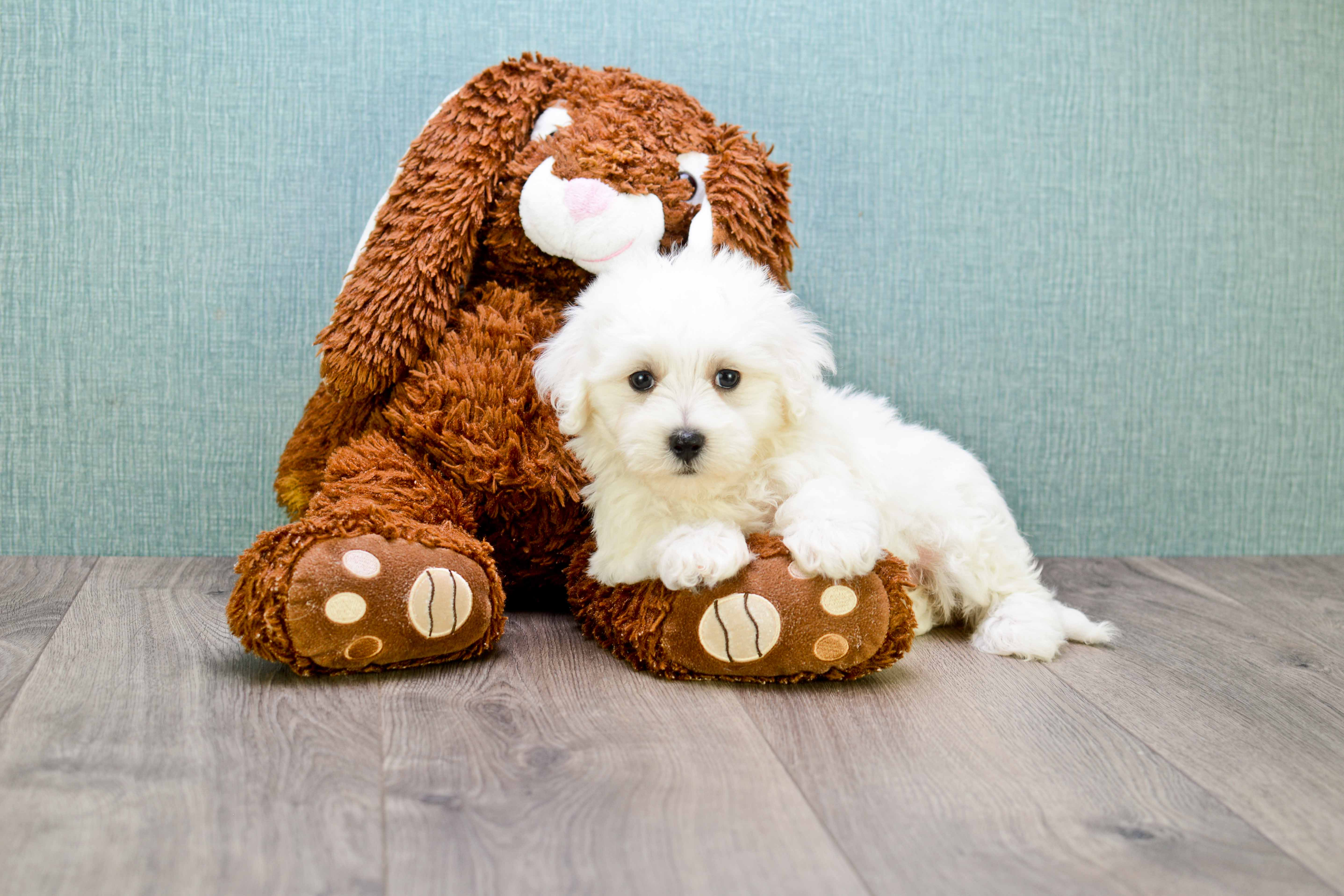 Maltipoo Puppy for Adoption