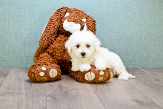 Maltipoo Puppy for Adoption