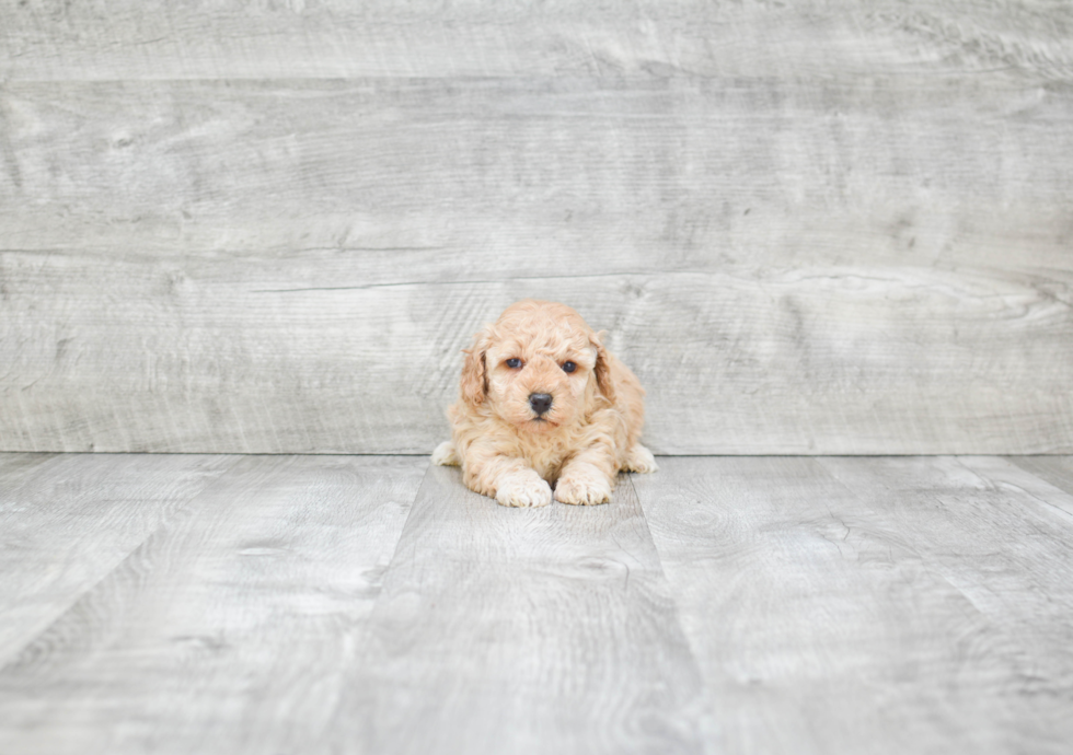 Sweet Pudle Purebred Puppy