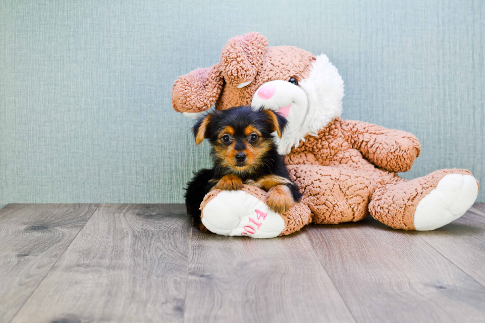 Meet Jess - our Yorkshire Terrier Puppy Photo 