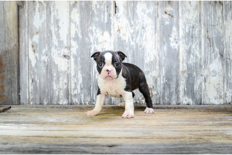 Hypoallergenic Boston Terrier Baby