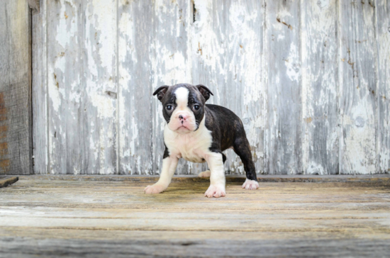 Hypoallergenic Boston Terrier Baby