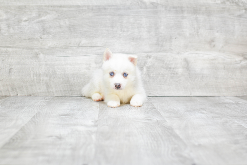 Hypoallergenic Mini Husky Designer Puppy