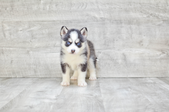 Pomsky Pup Being Cute