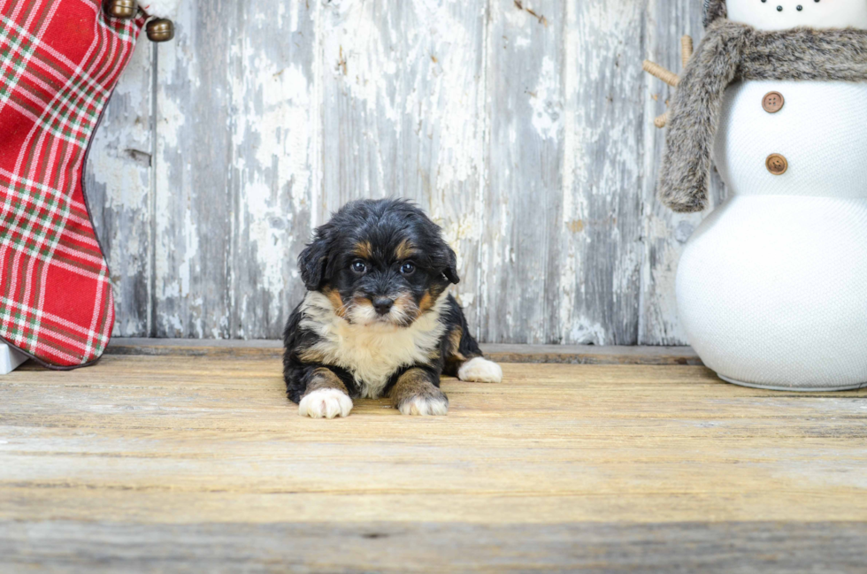 Friendly Mini Bernedoodle Baby