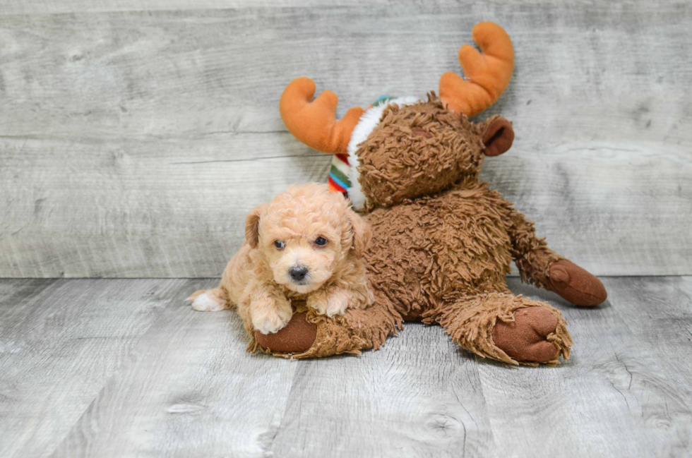 Popular Maltipoo Poodle Mix Pup