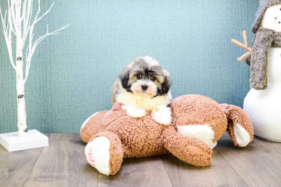 Playful Havanese Baby