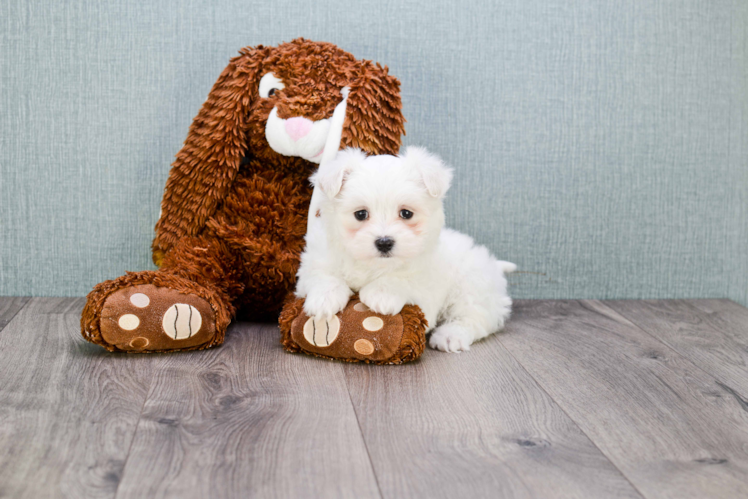 Best Maltipoo Baby