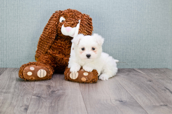 Best Maltipoo Baby