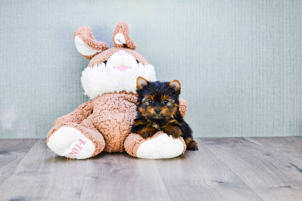 Meet Trigger - our Yorkshire Terrier Puppy Photo 