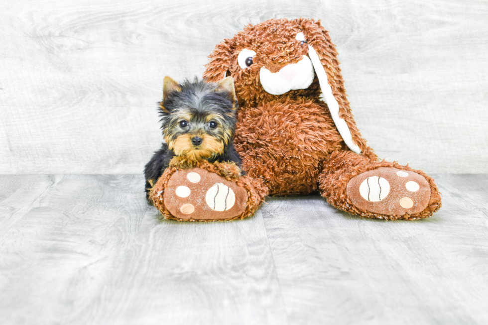 Meet Victoria - our Yorkshire Terrier Puppy Photo 