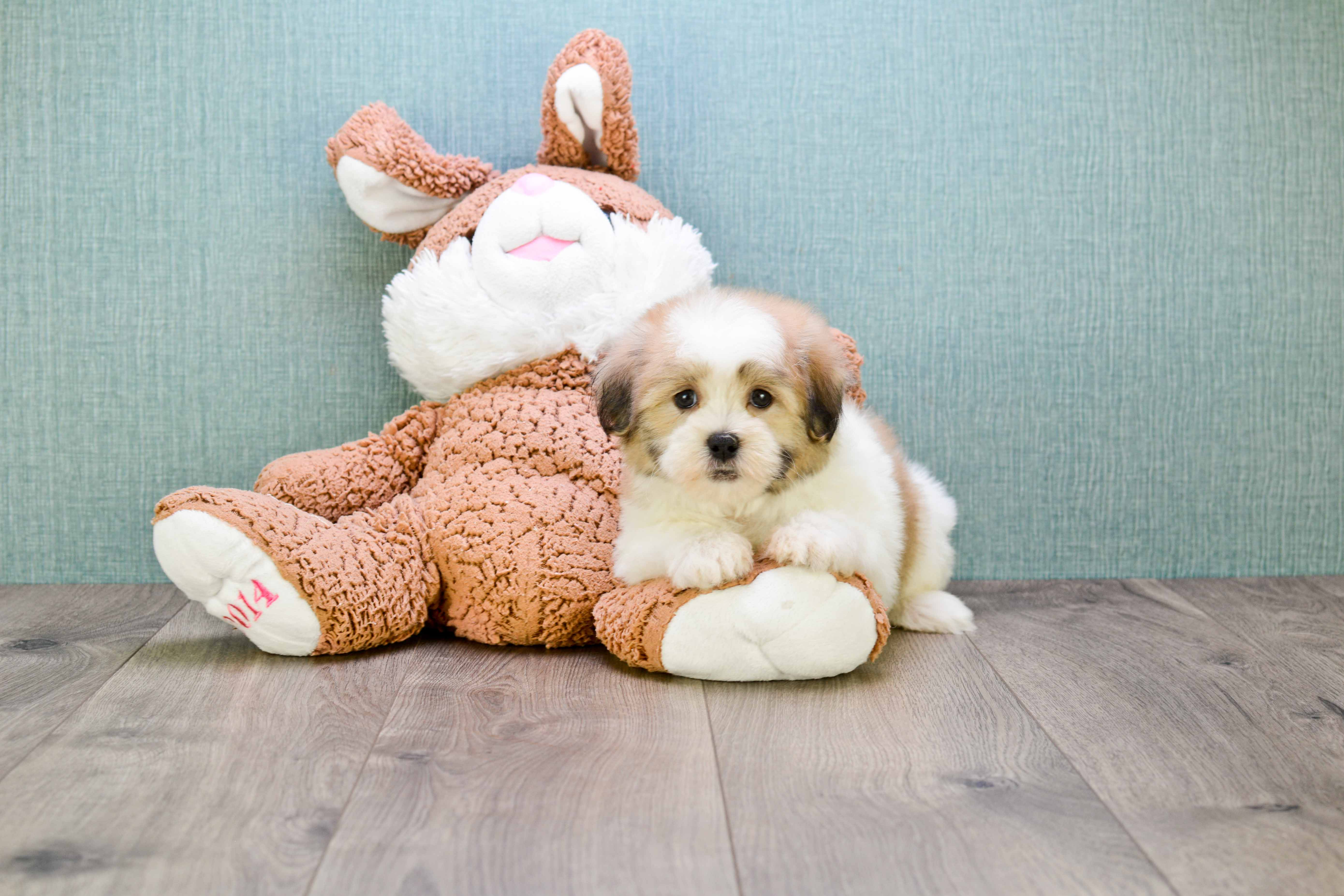 Sweet Teddy Bear Baby
