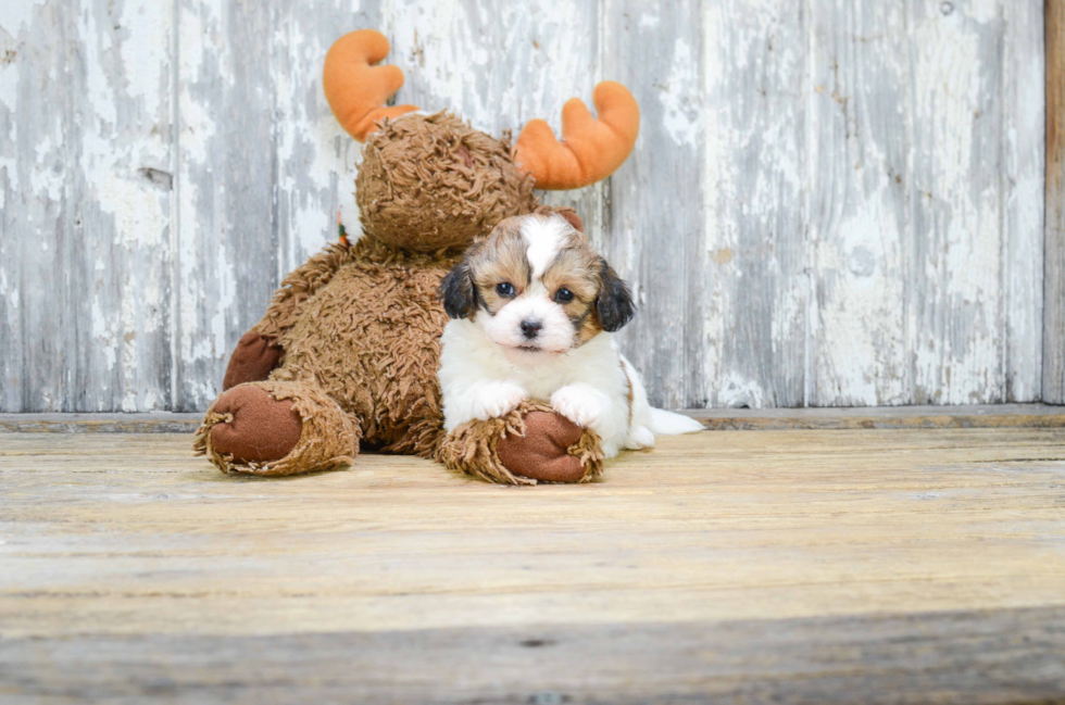 Teddy Bear Pup Being Cute