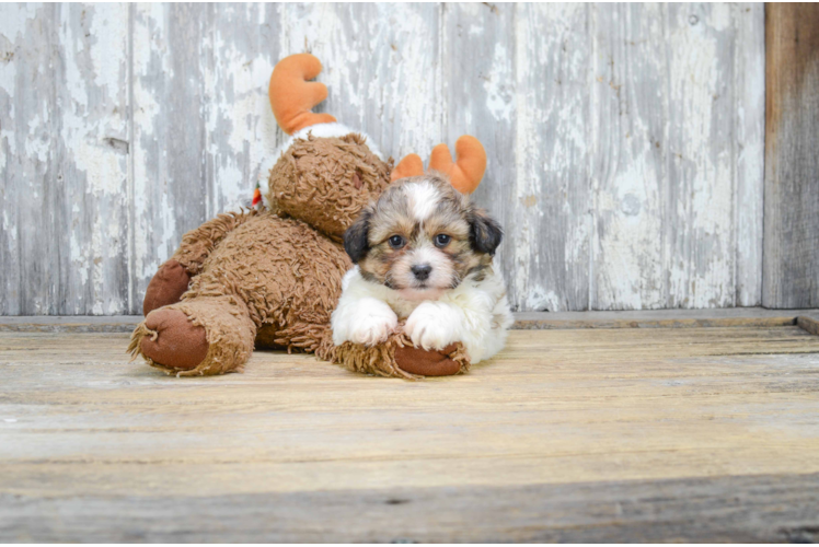 Teddy Bear Pup Being Cute