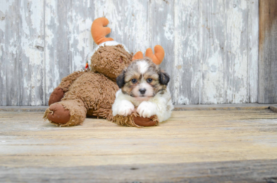 Teddy Bear Pup Being Cute