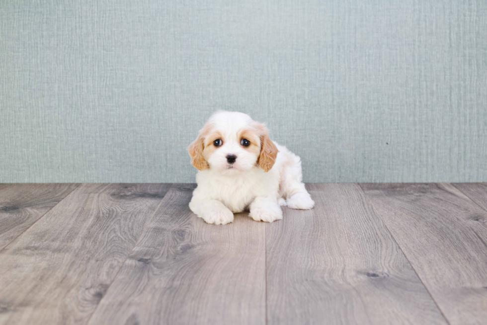 Fluffy Cavachon Designer Pup