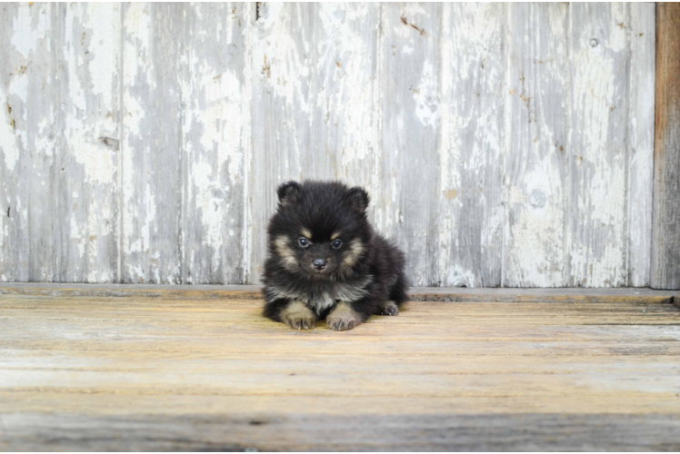 Pomeranian Puppy for Adoption