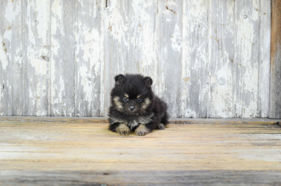 Pomeranian Puppy for Adoption