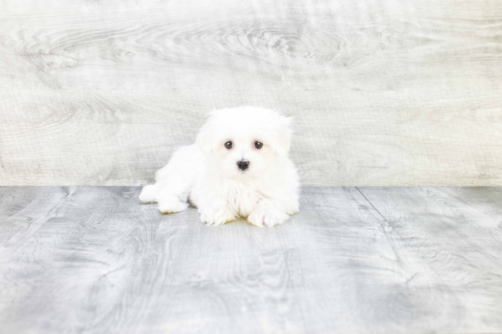 Hypoallergenic Maltese Purebred Pup